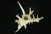 鹿角千手螺藏品圖，第3張
